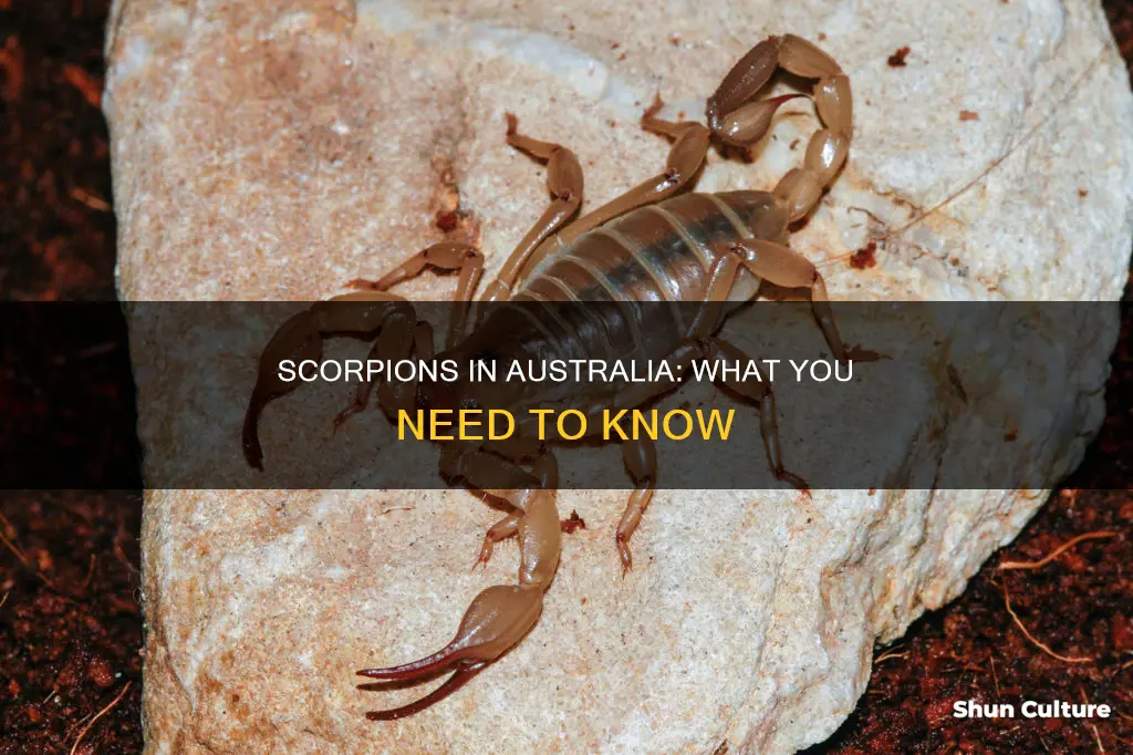 are scorpions found in australia