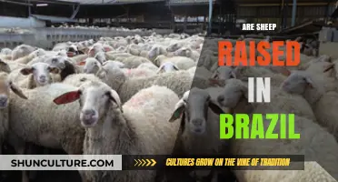 Sheep Farming in Brazil: A Look at the Country's Wool Industry
