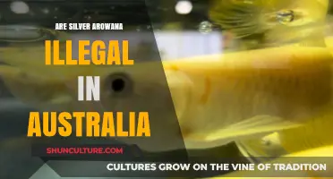 Are Silver Arowana Illegal in Australia? Legal Insights and Restrictions