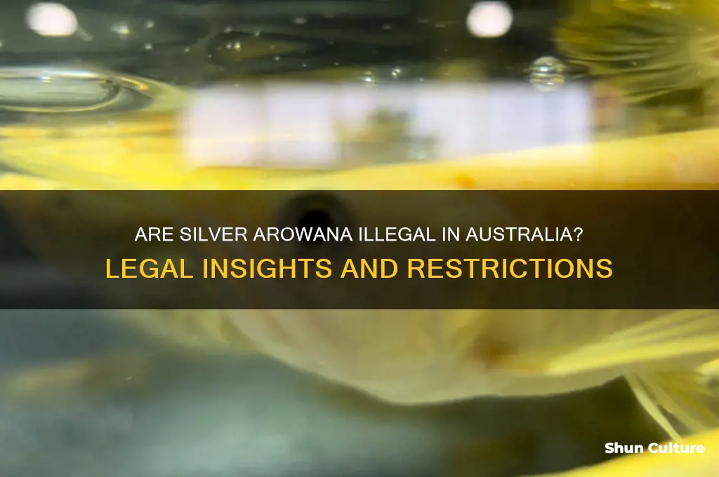 are silver arowana illegal in australia