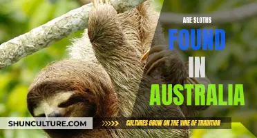 The Existence of Sloths in Australia