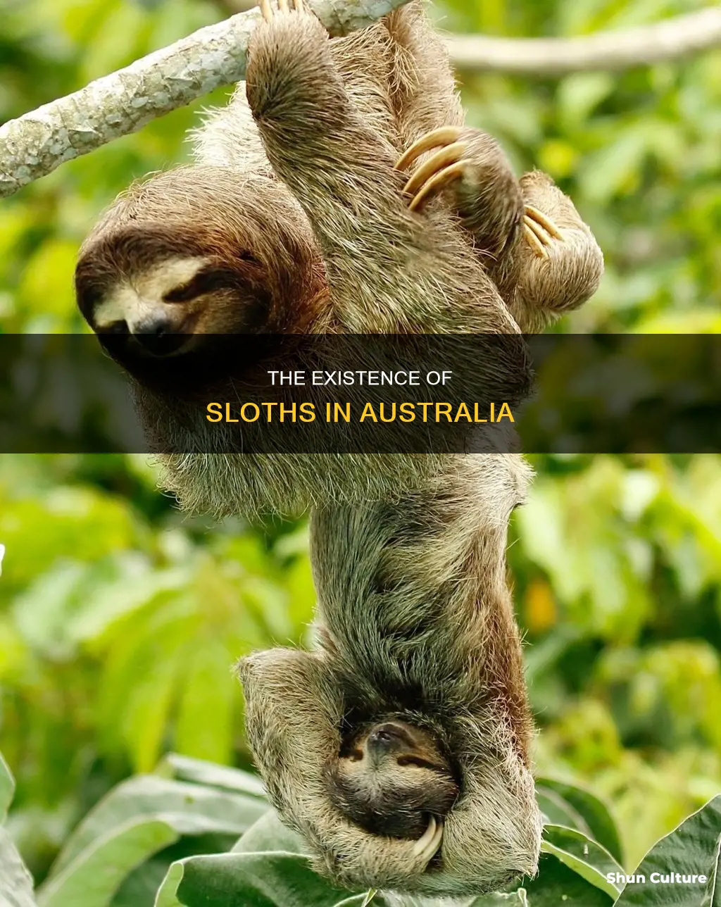 are sloths found in australia