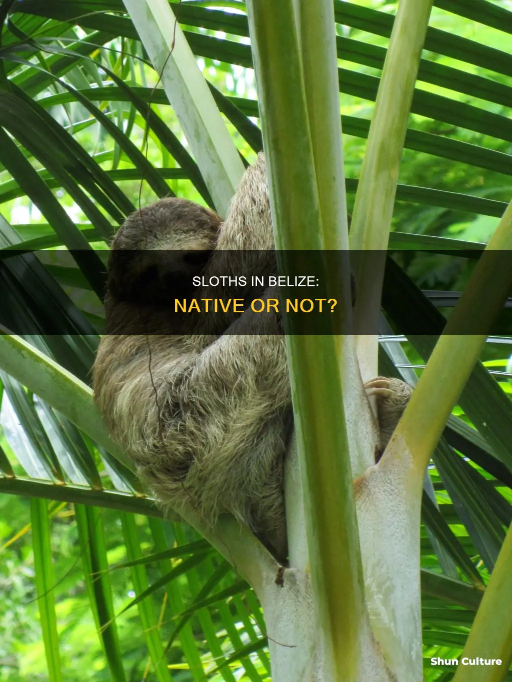 are sloths native to belize