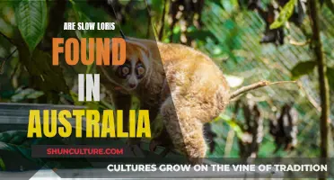 Exploring Slow Lorises: Are They Found in Australia?