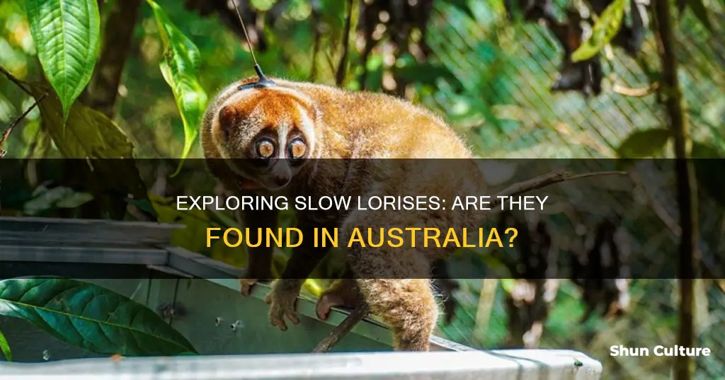 are slow loris found in australia
