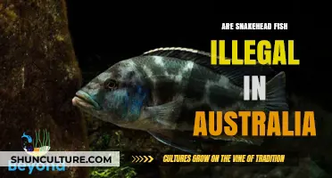 Snakehead Fish in Australia: Legal Status and Environmental Concerns