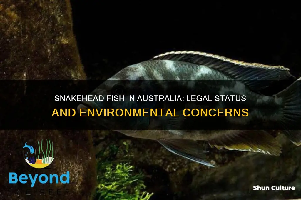 are snakehead fish illegal in australia