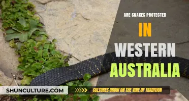 Snake Protection Laws in Western Australia: What You Need to Know