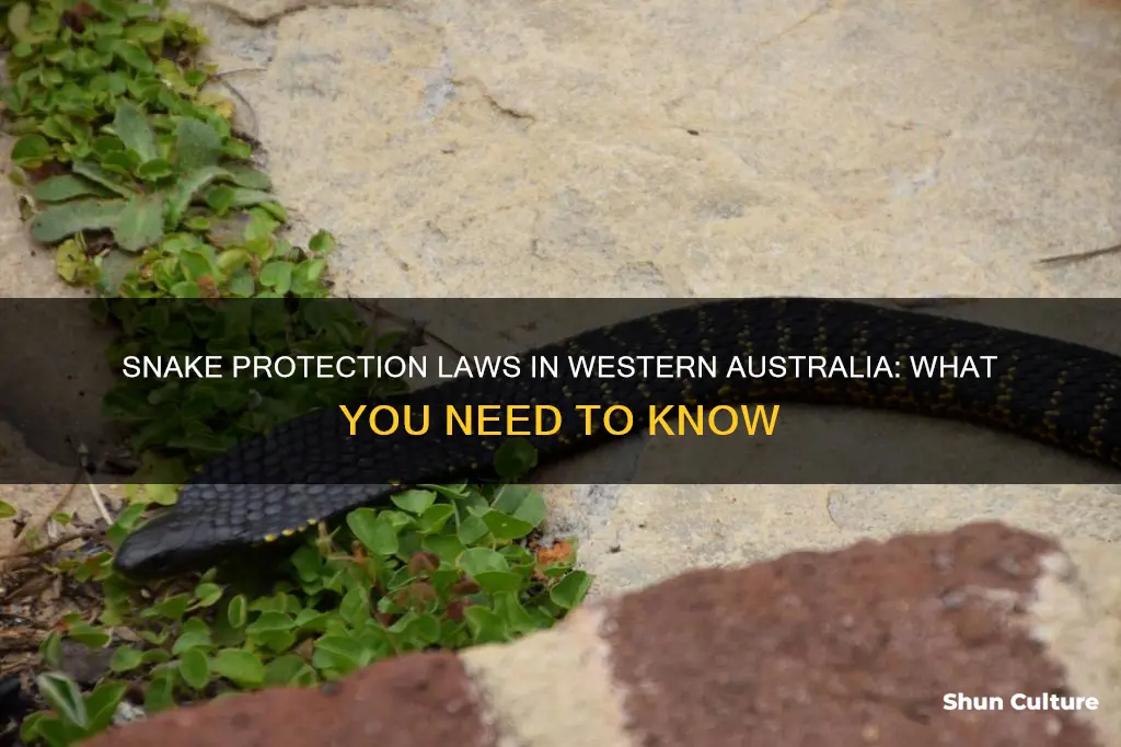 are snakes protected in western australia