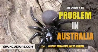 Spiders in Australia: A Real Concern or Overreaction?