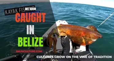 Squid Catching in Belize: A Profitable Venture?