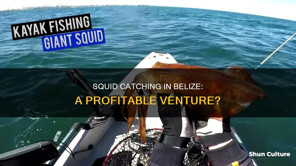 are squid caught in belize