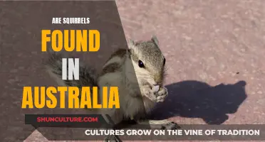 Squirrels in Australia: An Uncommon Sight