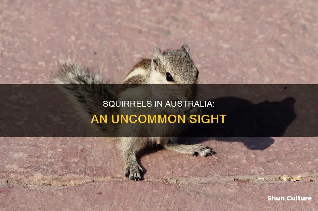 are squirrels found in australia