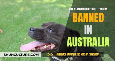 Staffordshire Bull Terriers: Banned or Embraced in Australia?