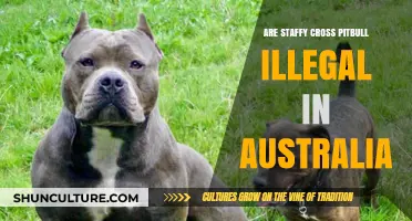 Are Staffy-Pitbull Crossbreeds Illegal in Australia? Legal Insights
