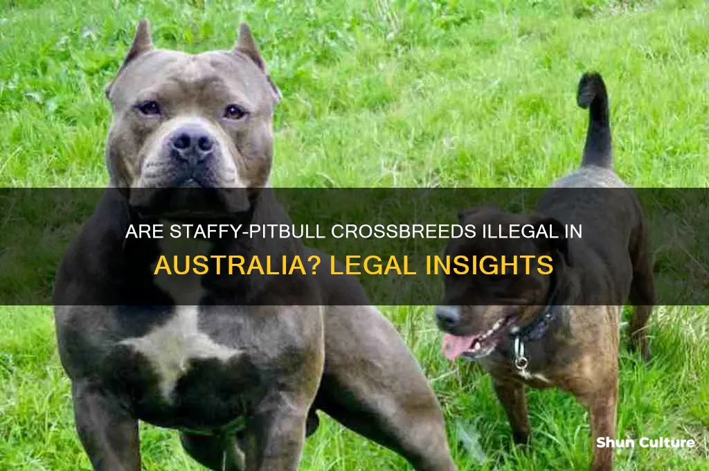 are staffy cross pitbull illegal in australia