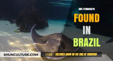 Exploring Brazil's Waters: Are Stingrays Common in This Region?