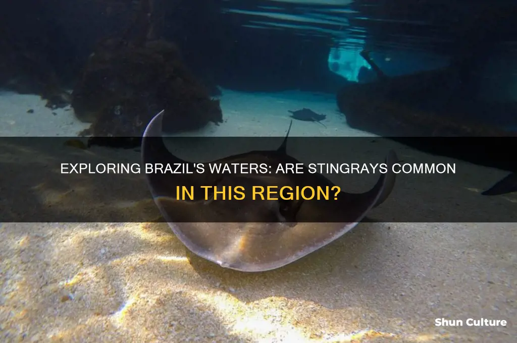 are stingrays found in brazil