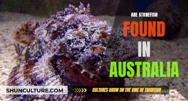 Stonefish in Australia: A Dangerous Marine Life Threat