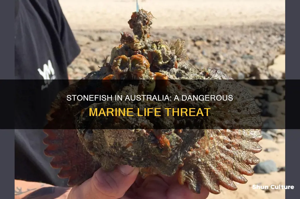 are stonefish found in australia