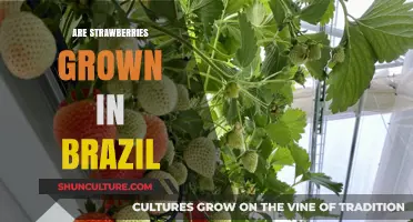 Are Strawberries Grown in Brazil? Exploring the Country's Berry Production