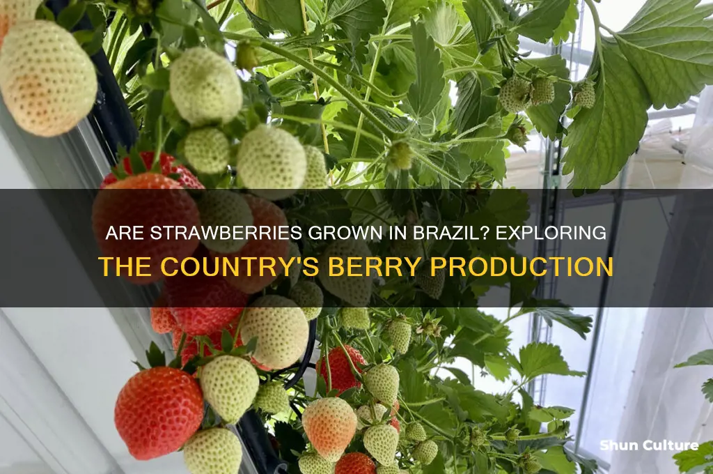 are strawberries grown in brazil