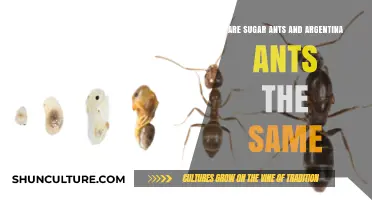 Unraveling the Mystery: Sugar Ants vs. Argentine Ants