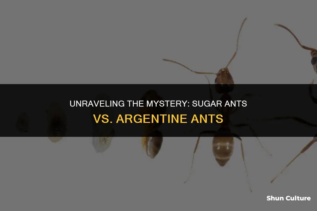 are sugar ants and argentina ants the same