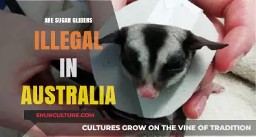 Are Sugar Gliders Illegal in Australia? Legal Ownership Explained