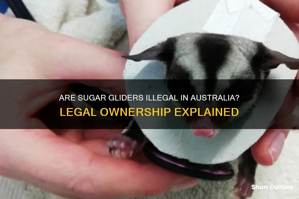 are sugar gliders illegal in australia