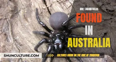 Tarantulas in Australia: What's the Deal?