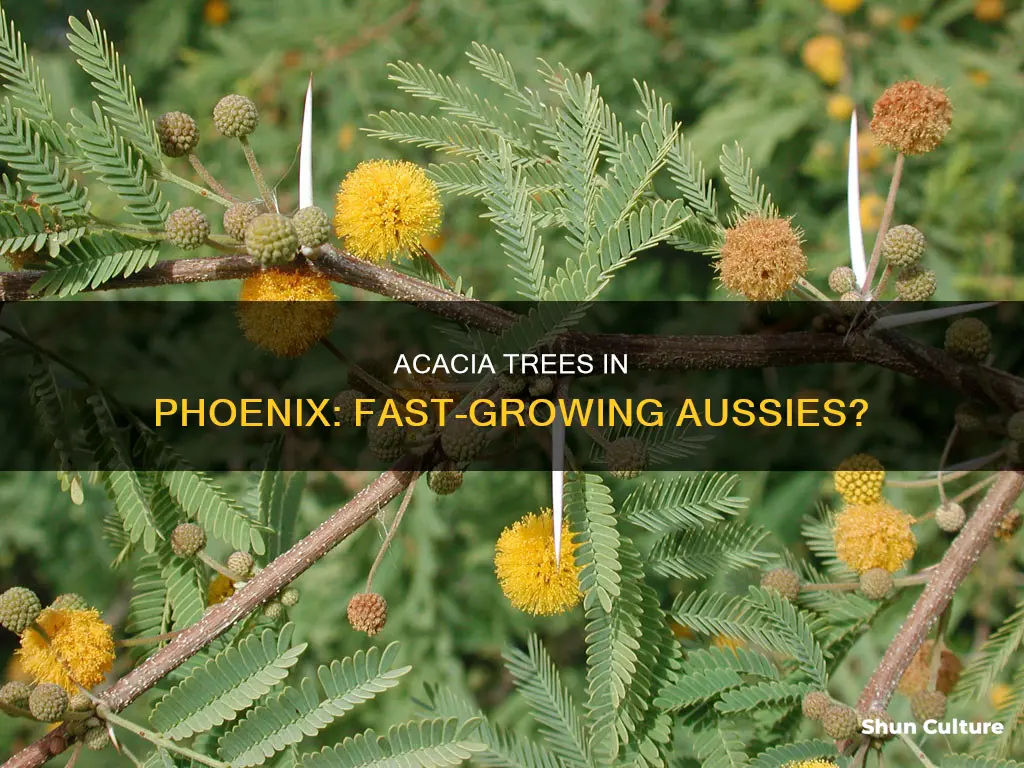 are the australian acacia trees fast growing in phoenix