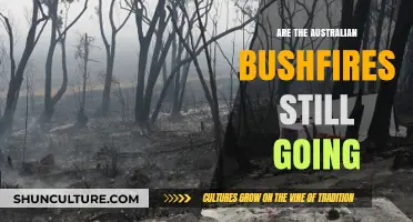 Are the Australian Bushfires Still Raging? Latest Updates and Insights