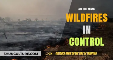 Brazil Wildfires: Current Status and Efforts to Control the Blaze