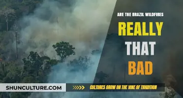 Brazil Wildfires: Uncovering the Devastating Truth Behind the Headlines