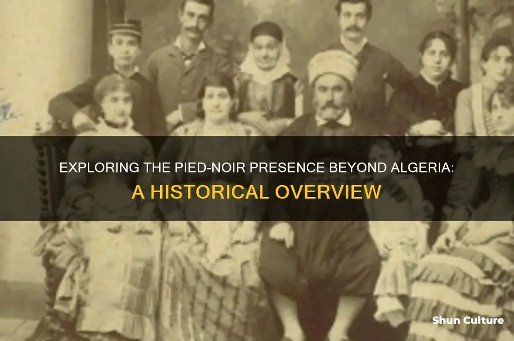 are the pied noirs just in algeria