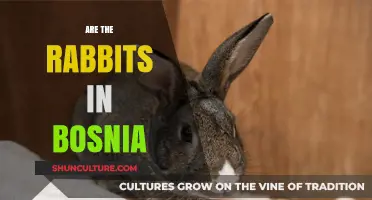 Exploring Bosnia's Wildlife: Are Rabbits Native to the Region?