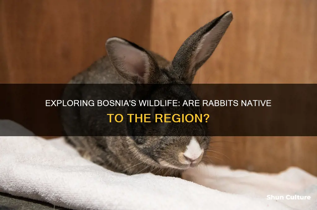 are the rabbits in bosnia