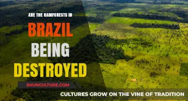 Brazil's Rainforests: Vanishing at an Alarming Rate?