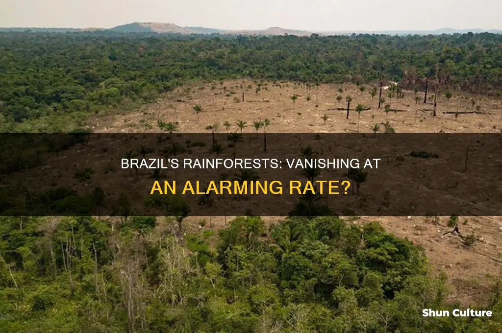 are the rainforests in brazil being destroyed