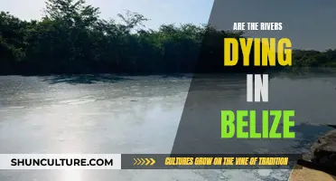 Belize's Rivers: A Story of Decline and Hope