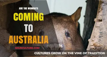 Wombats: Returning to Australia?