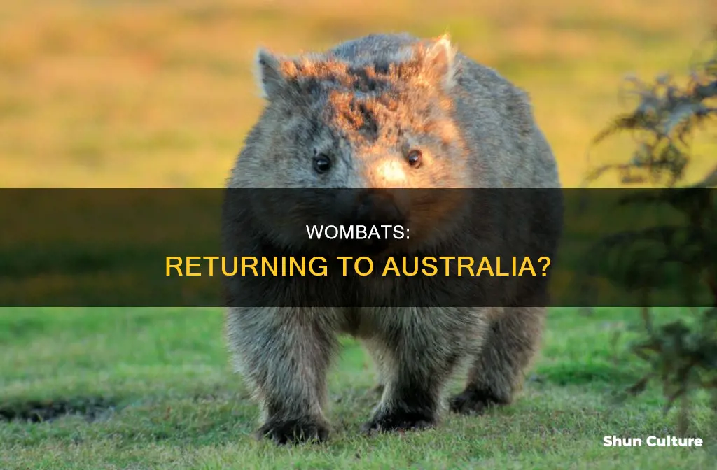 are the wombats coming to australia
