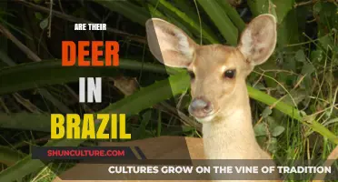 Exploring Brazil's Wildlife: Are There Deer in the Country?