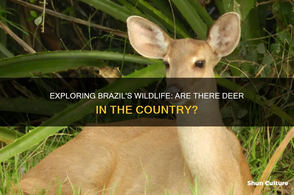 are their deer in brazil