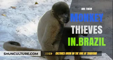 Monkey Thieves in Brazil: Fact or Fiction? Exploring the Truth