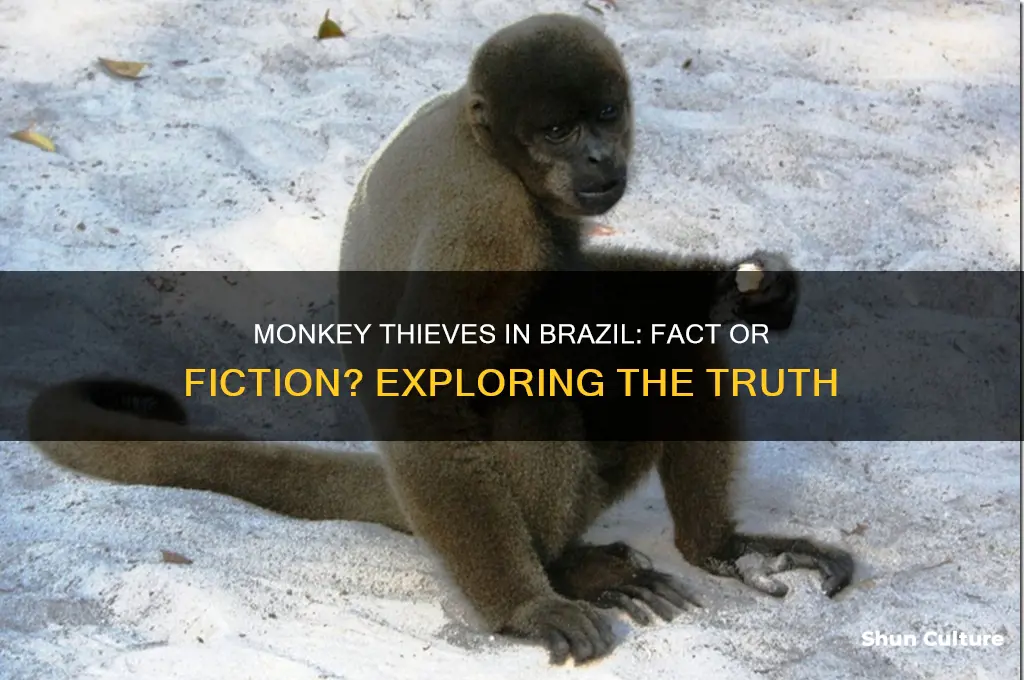 are their monkey thieves in.brazil