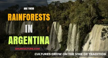 Exploring Argentina's Lush Rainforest: A Hidden Gem in South America