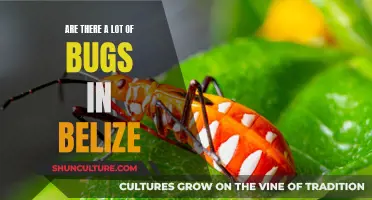 Bugs in Belize: A Tropical Paradise's Pest Problem